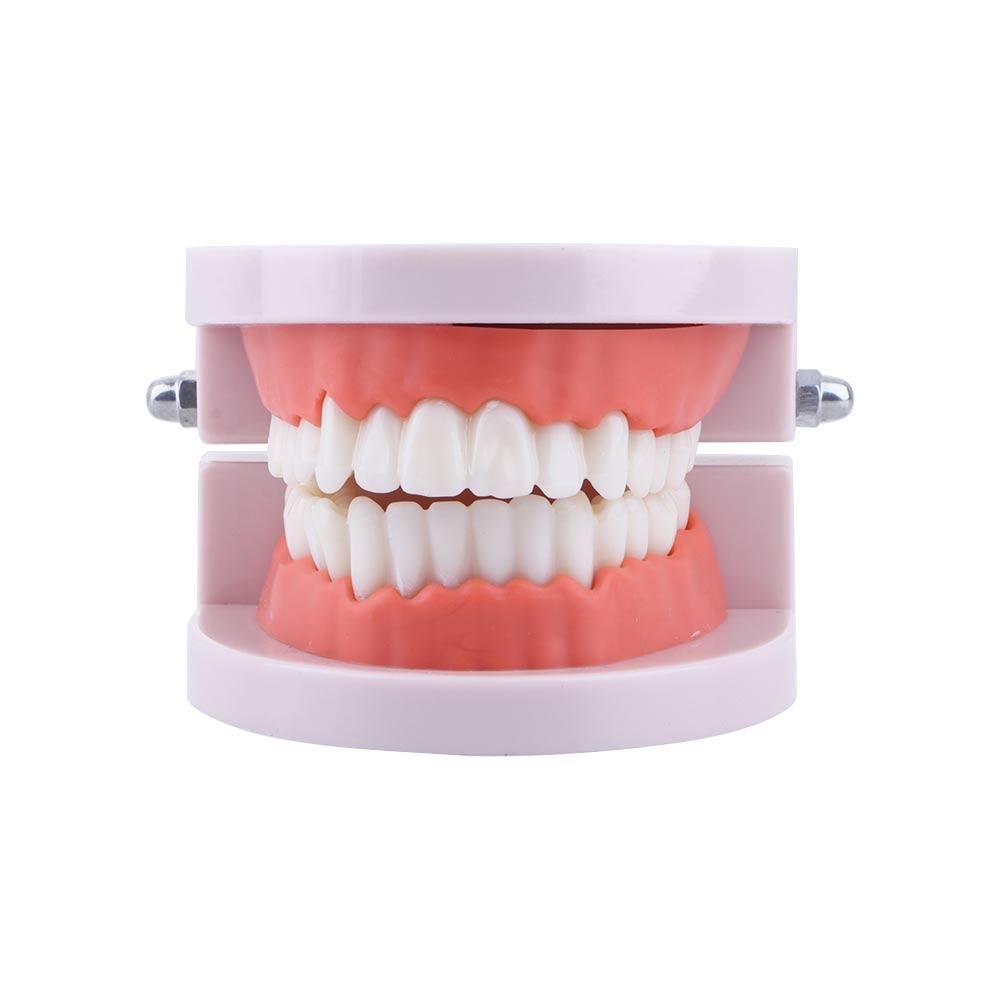 Medical Lab Study - Pro White Lab Typodont Demonstracyjny do