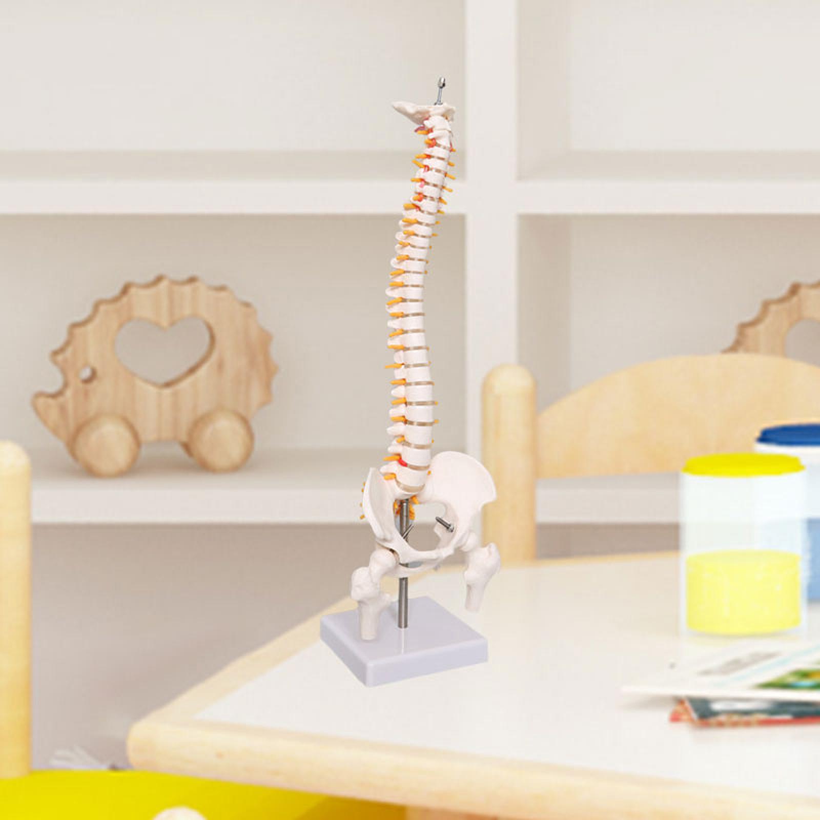 Model kręgosłupa ludzkiego 17, – Medical Lab Study recenzja i cena